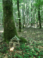 files/chahut/Documents/foret-lapin-cabane.gif